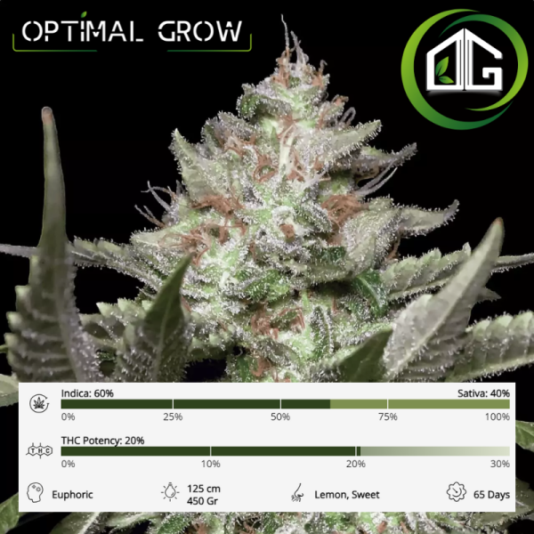 Auto Kong 4 Paradise Seeds