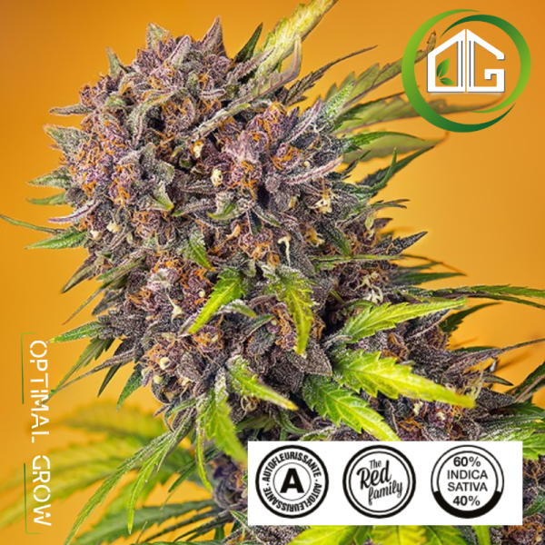 Diablo Rojo XL Auto® Sweet Seeds
