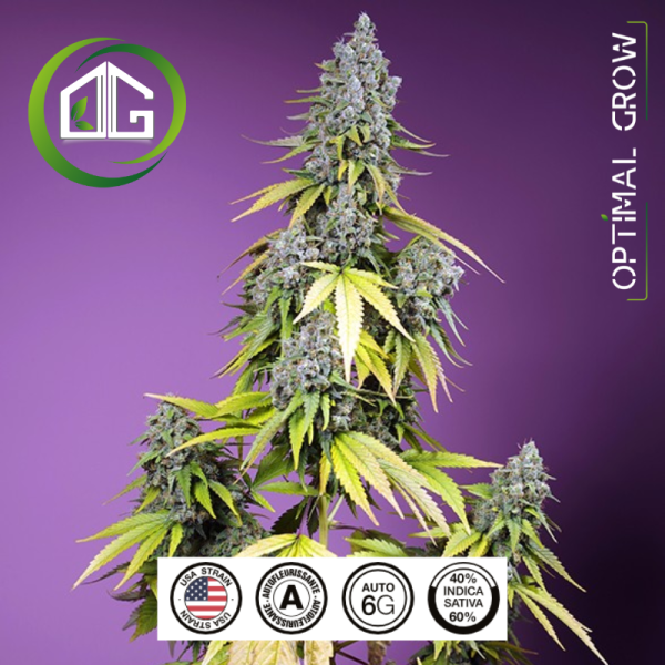 Jet Fuel Mandarine XL Auto® Sweet Seeds