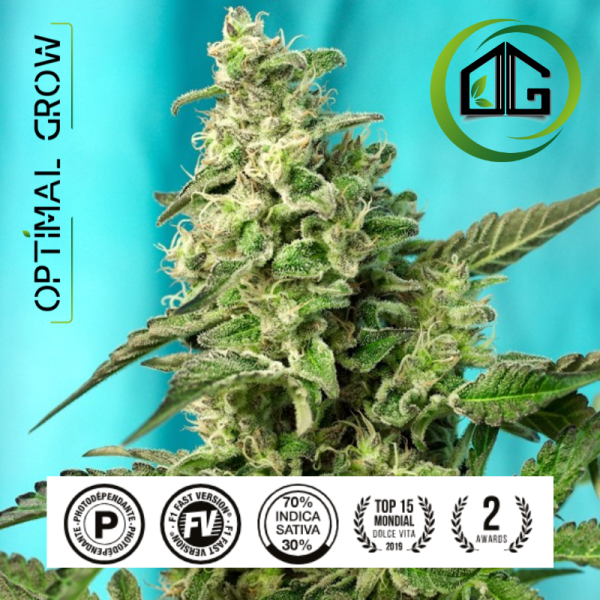 Green Poison F1 Fast Version® Sweet Seeds