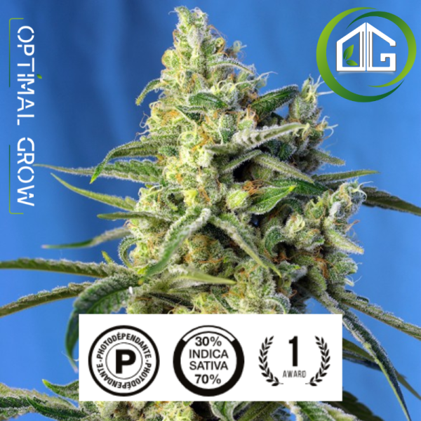Sweet Amnesia Haze® Sweet Seeds