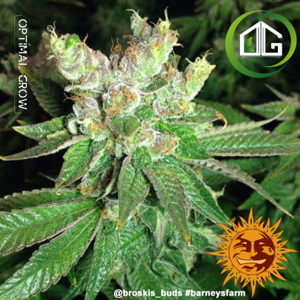 Cookies Kush de Barney's Farm