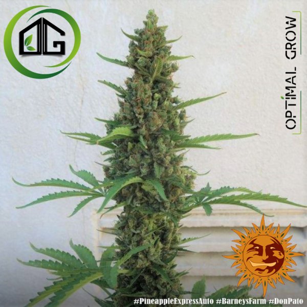 Pineapple Express Auto de Barney's Farm