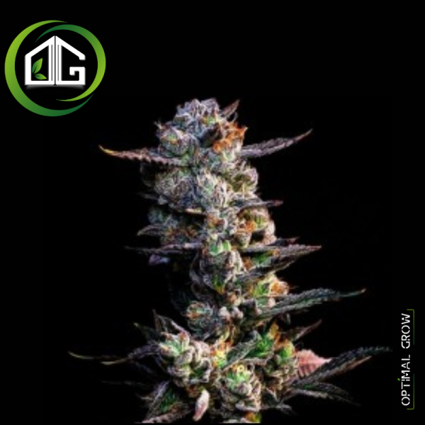El Valle Haze de Compound Genetics