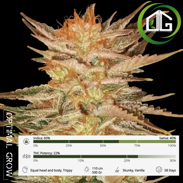 Ice Cream de Paradise Seeds