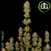 Apricot Candy Paradise Seeds