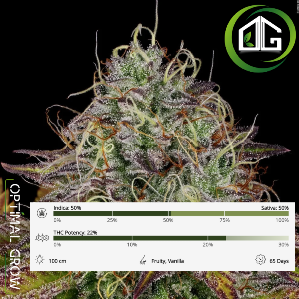 Apricot Candy Paradise Seeds