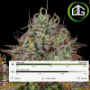 Apricot Candy Paradise Seeds