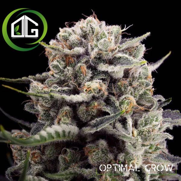 B-45 By BOOBA de Silent Seeds