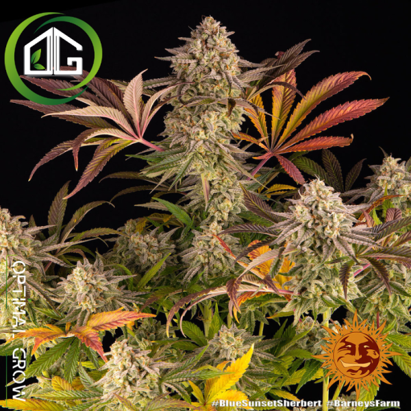 Blue Sunset Sherbert De Barney's  Farm