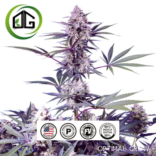 Sweet Monster Mix de sweet seeds