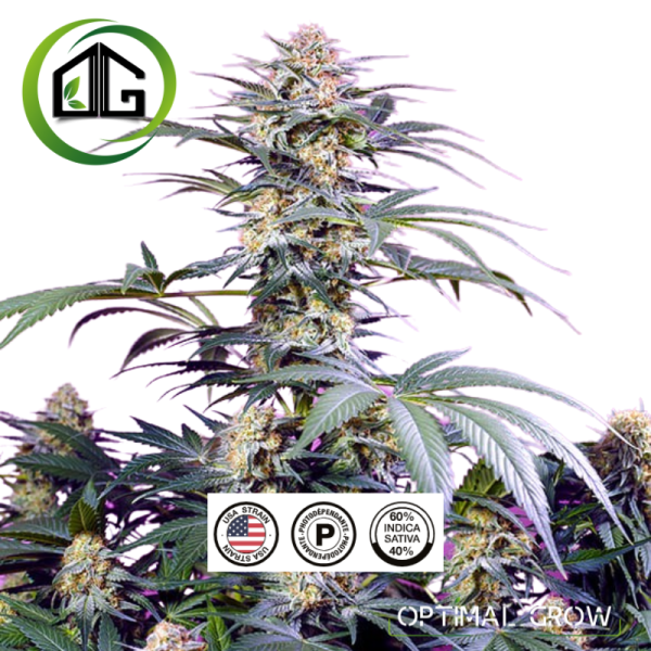 Sweet Monster Mix de sweet seeds