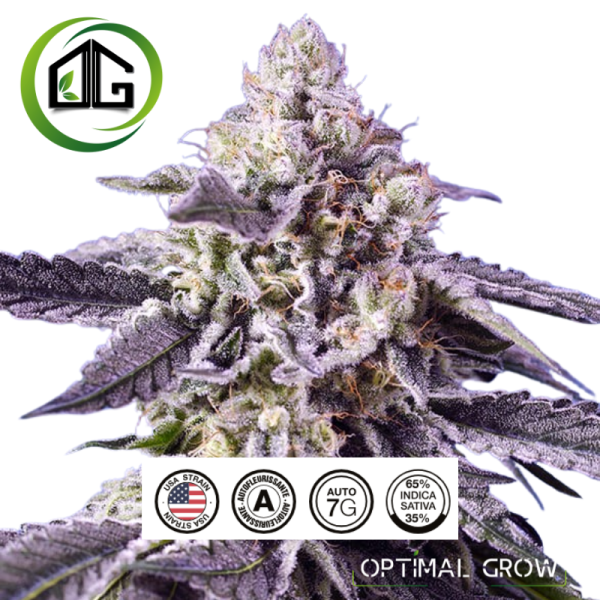 Tropical Delicious Mix de sweet seeds