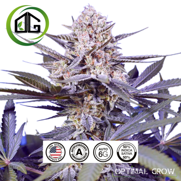 Tropical Delicious Mix de sweet seeds