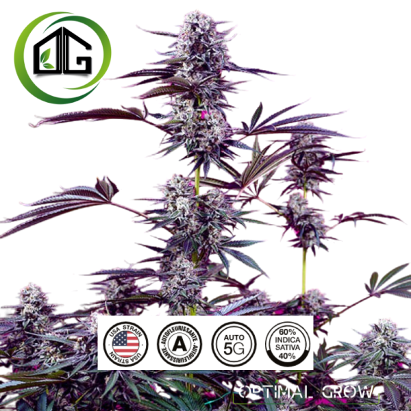 Fruity Delicious Mix de sweet seeds