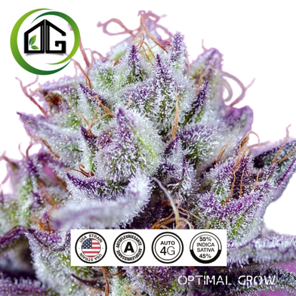 Fruity Delicious Mix de sweet seeds