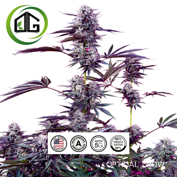 Studio 54 Stardust Auto® de sweet seeds