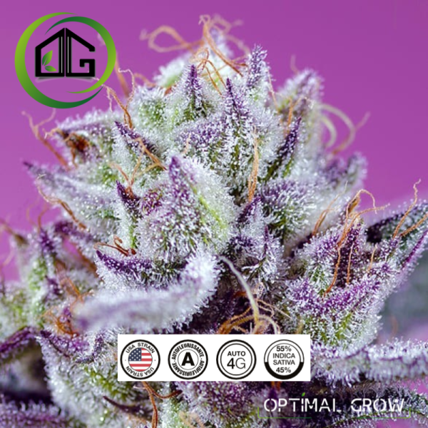 Diablo’s Delight XL Auto® de sweet seeds