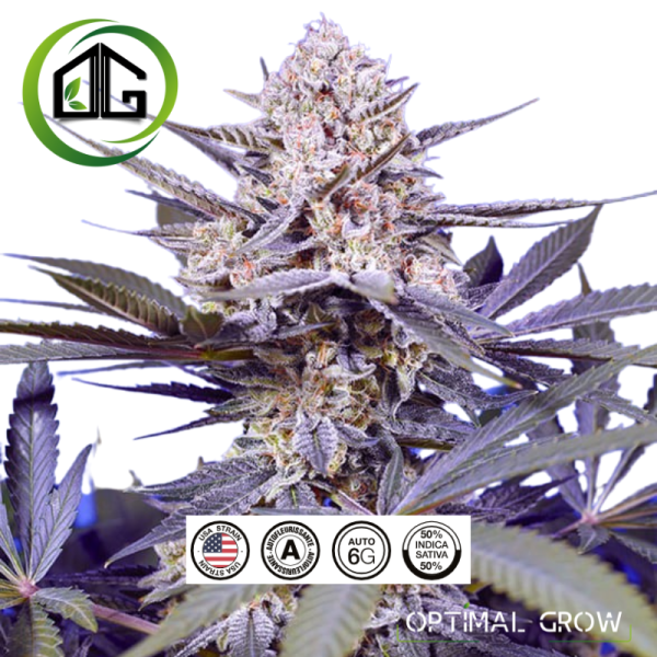Pineapple Slush XL Auto® de sweet seeds