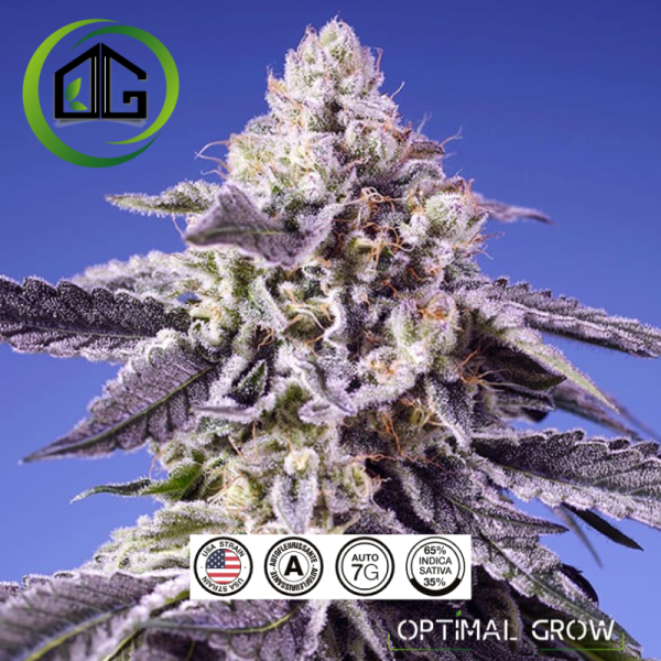 Permanent Jealousy XL Auto® de sweet seeds