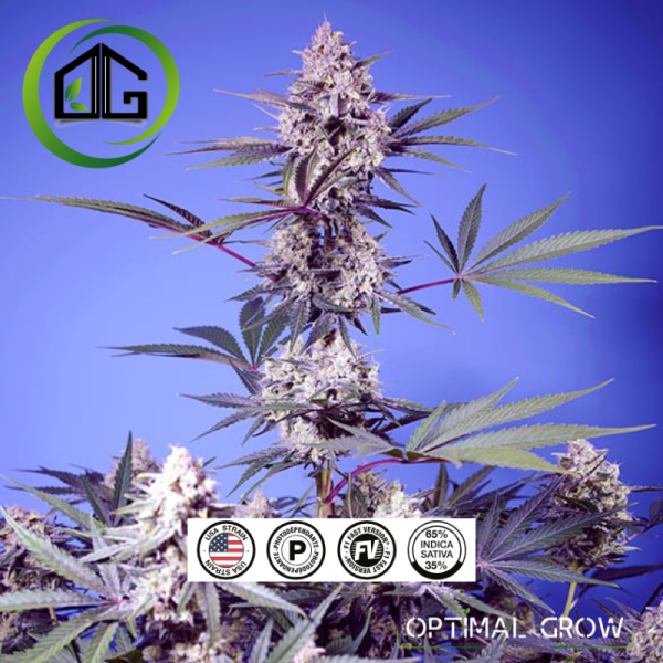 Mental Rainbow F1 Fast Version® Sweet Seeds