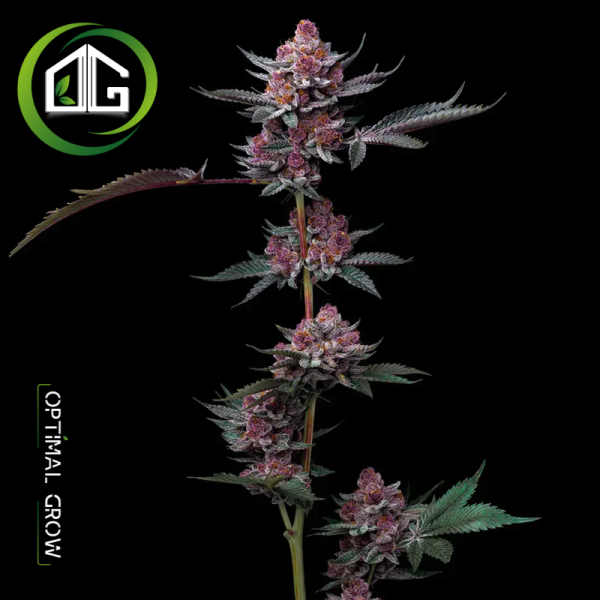 Cherry Poppers de Barney’s Farm