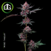 Cherry Poppers de Barney’s Farm