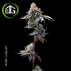 GMO Cookies de Barney’s Farm