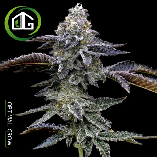 La Blue Dream de Barney’s Farm