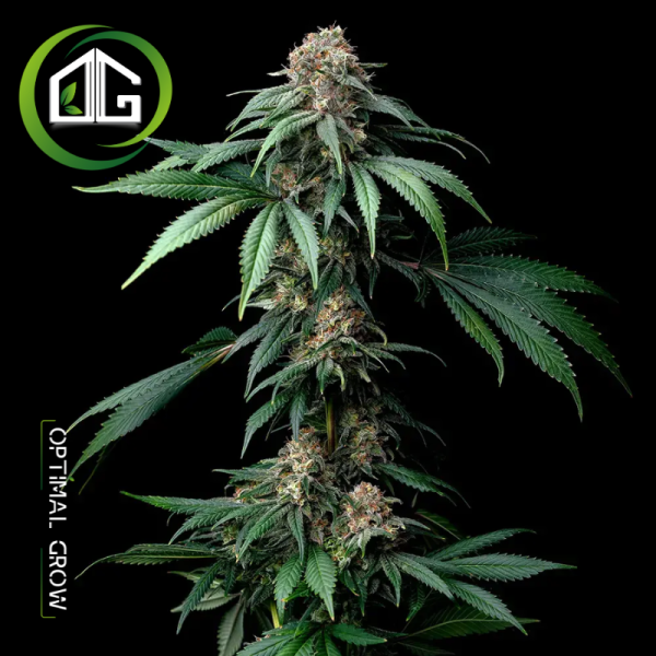 Mendo Breath de Barney’s Farm