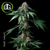 Mendo Breath de Barney’s Farm