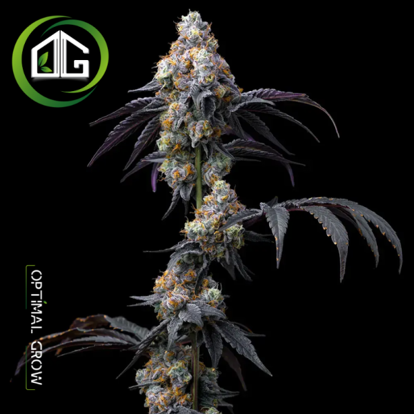 Rainbow Sherbet de Barney’s Farm