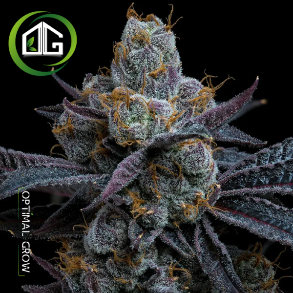 White Runtz de Barney’s Farm
