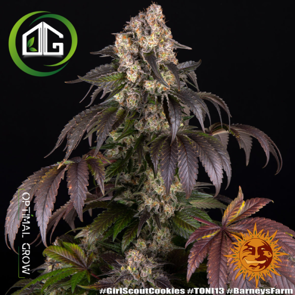 Girl Scout Cookies de Barney’s Farm