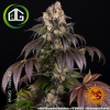 Girl Scout Cookies de Barney’s Farm