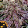 Dark Banana de Imperial Seal Seed