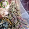 Orange Sour d’Imperial Seal Seeds
