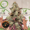 Orange Black de Imperial Seal Seeds