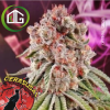 Cerasus41 de Imperial Seal Seeds