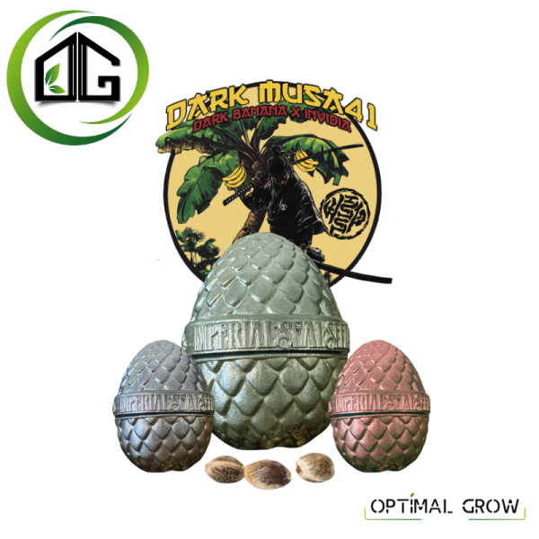 Dark Musa41 de Imperial Seal Seeds