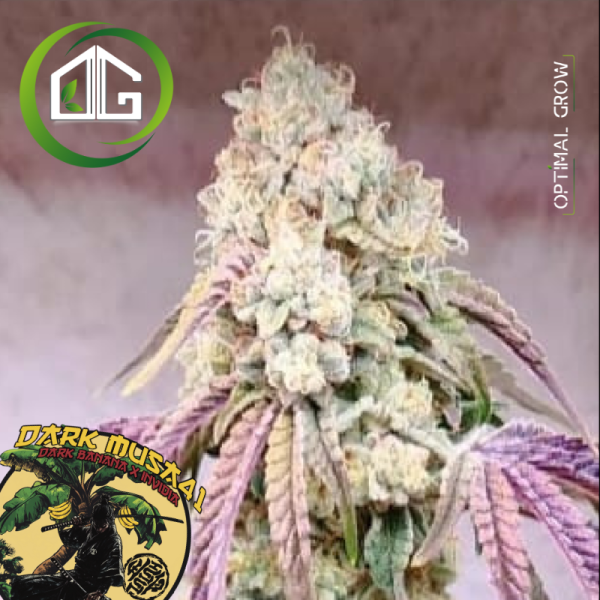 Dark Musa41 de Imperial Seal Seeds