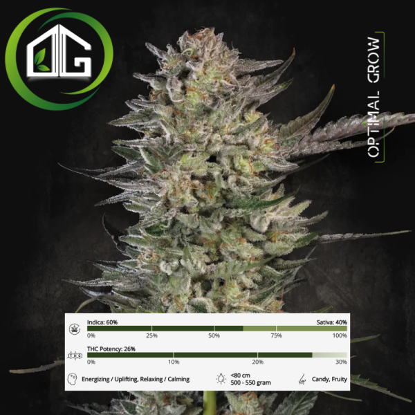 Candy Breath de Paradise Seeds