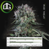 Doppler de Paradise Seeds