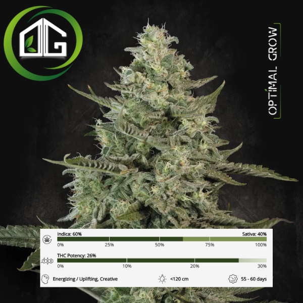 Mendo Crème Paradise Seeds