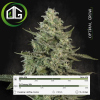 Mendo Crème Paradise Seeds
