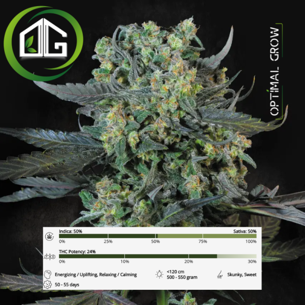 Momo de Paradise Seeds