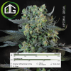 Momo de Paradise Seeds