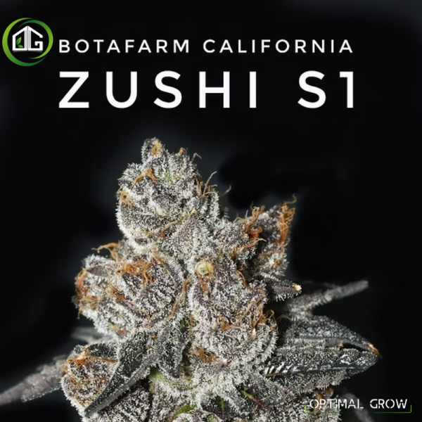 Zushi S1 de Botafarm