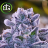Cereal Milk S1 de Botafarm