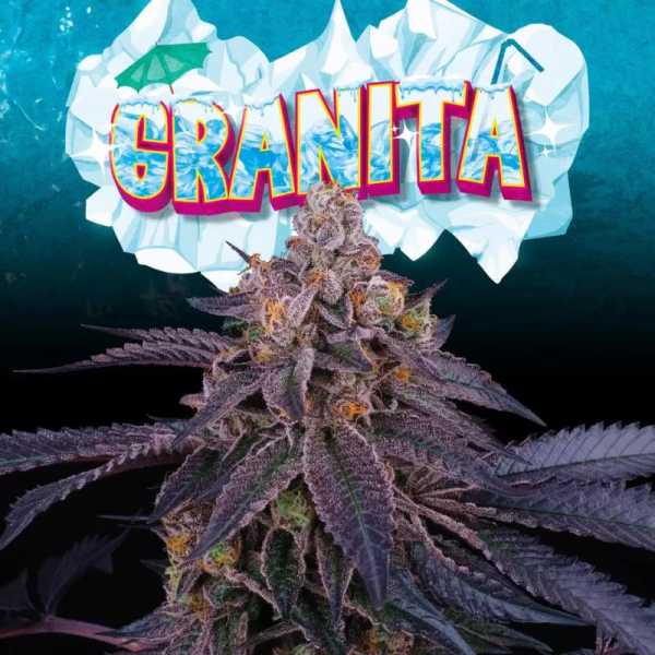 Granita de Perfect Tree